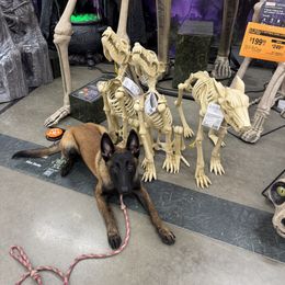 Belgian Malinois Puppies from Fromage Malinois