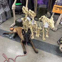 Belgian Malinois Puppies from Fromage Malinois