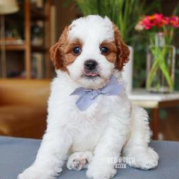 FIFA - Blenheim male Cavapoo puppy in Salado, Texas from Red Ranch Dogs