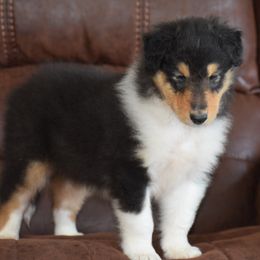 Boy 1 - male Collie puppy in Danville, Pennsylvania from Brookwood Collies, Smooth & Rough