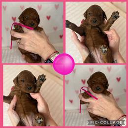 Rose - Red  female Poodle puppy in Mount Vernon, Illinois from AMC Poodles