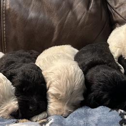 Goldendoodles and Golden Retrievers from Snowy Goldens LLC