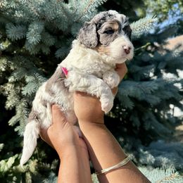 Jani - female Double Doodle puppy in Blue Springs, Missouri from Jeanie’s Doodles