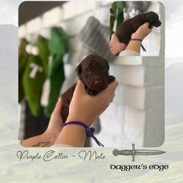 Dagger's Edge - Purple Collar - Chocolate male Goldendoodle puppy in Garland, Texas from Twilight Doodles