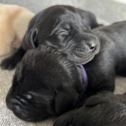 Girl 1 - Hope (yellow collar) - Labrador Retriever puppy from Front Range Labradors LLC