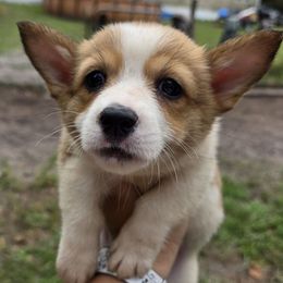 Girl 2 - Red female Pembroke Welsh Corgi puppy in Middleburg, Florida from Mulkeys Little Corgis