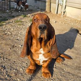 Copper - Basset Hound