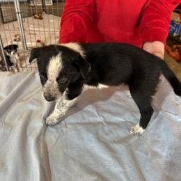 Girl 1 - Black female Border Collie puppy in Watkinsville, Georgia from Flat Rock Dogs