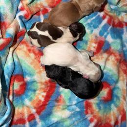 Boy 1 - Red male Dachshund puppy in Knoxville, Tennessee from Over The Moon Minis