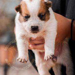 Mami (ASDR) - Red speckled female Australian Cattle Dog puppy in Marana, Arizona from Impact 3rd Australian Cattle Dogs