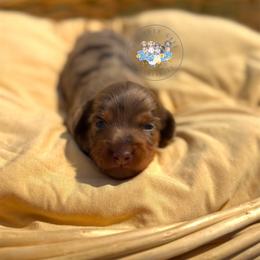 Briar - Dapple male Dachshund puppy in Cave City, Kentucky from Mammoth Cave Dachshunds