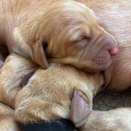 Shadow - Golden rust female Vizsla puppy in Plymouth, Minnesota from Carlson Vizslas