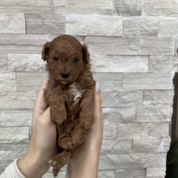 Cavapoo Puppies from Corrington Curls