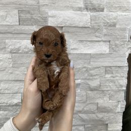 Cavapoo Puppies from Corrington Curls