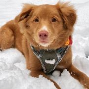 Nova Scotia Duck Tolling Retrievers from Niday Tollers