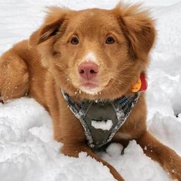 Nova Scotia Duck Tolling Retrievers from Niday Tollers