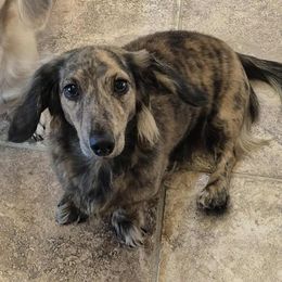 Opal - Dachshund