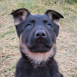 Olive Collar - Freyja - Black and tan female German Shepherd puppy in Augusta, West Virginia from Cricket Hollow Canines