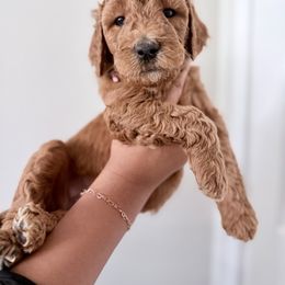 Burgundy - Red  female Goldendoodle puppy in Beaumont, California from Alaya Rae Doodles