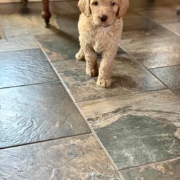 Goldendoodle Puppies from Bear Ridge Doodles
