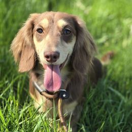 Mushroom - Dachshund