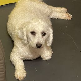 Suzy - Bichon Frise