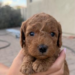 Tan - Red  male Goldendoodle puppy in Mesa, Arizona from Tails and Trails Doodles