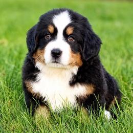Charlotte - Black rust and white female Bernese Mountain Dog puppy in Stone Creek, Ohio from Highland Meadows