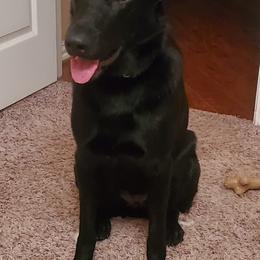 Chihuahuas, Companion Crosses, and Shih Tzus from Purposefully Bred Kennel