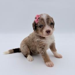 Candy Corn - Red merle female Aussiedoodle puppy in Cartersville, Georgia from Simply Blessed Doodles