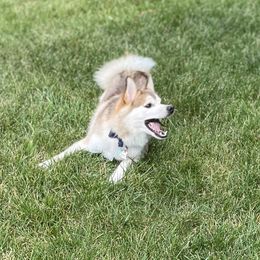 Bear - Pomsky