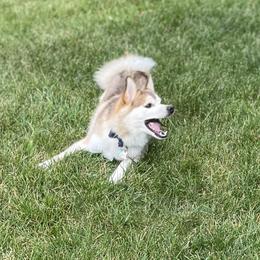 Bear - Pomsky
