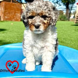 Girl 2 - female Bernedoodle puppy in Vacaville, California from Dillon Doodles