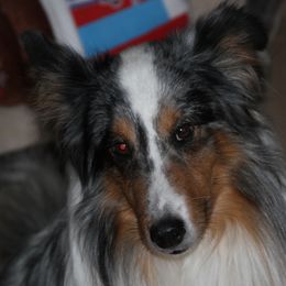 Jack - Shetland Sheepdog