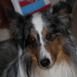 Jack - Shetland Sheepdog