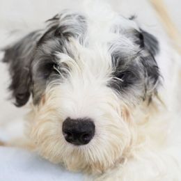 Sealyham Terriers from Carwyn Sealyham Terriers