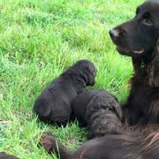 Boykin Spaniels from Wildbrier Boykin Spaniels