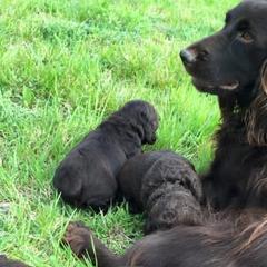 Boykin Spaniels from Wildbrier Boykin Spaniels