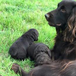 Boykin Spaniels from Wildbrier Boykin Spaniels