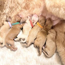 Orange Collar - Apricot male Goldendoodle puppy in Valdosta, Georgia from Designer Doodles of South GA