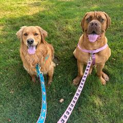 Dogue de Bordeaux and French Bulldog All Grown Up from Amore Kennel