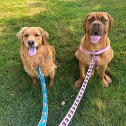 Dogue de Bordeaux and French Bulldog All Grown Up from Amore Kennel