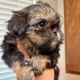 Dobi small blue gray - Black and tan female Shih Tzu puppy in Citrus Heights, California from The Lion dog Shih Tzu