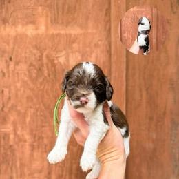 Scotty - Chocolate male Australian Labradoodle puppy in Wamego, Kansas from Doodles of Oz
