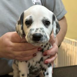 Cordelia - White and black female Dalmatian puppy in New Jersey from Prestige Dalmatians