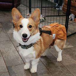 Wilma - Pembroke Welsh Corgi