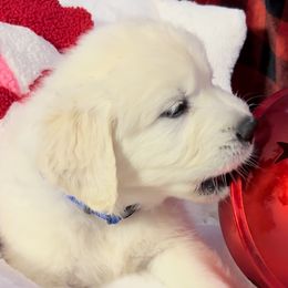 Blue Collar Boy - Tuck - Golden Retriever puppy from Farley Goldens