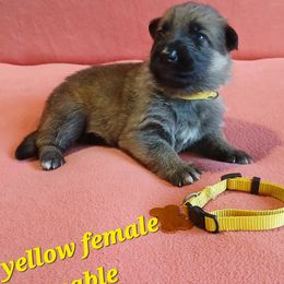 Yellow Collar Female Sable - German Shepherd puppy from TiPi S Ranch's German Shepherds