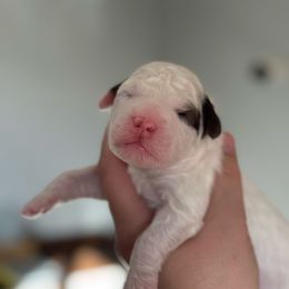 Moon - Black and white male Bernedoodle puppy in Hillsboro, Oregon from Myt fine doodles