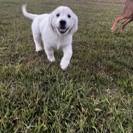 Golden Retriever Puppies from Panhandle PawsNClaws